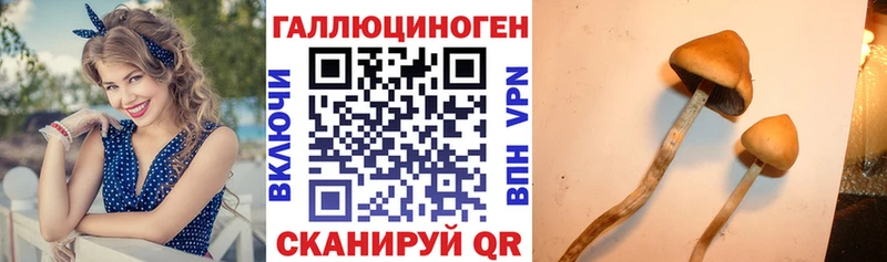 Псилоцибиновые грибы Psilocybe  blacksprut зеркало  Сковородино  где найти  